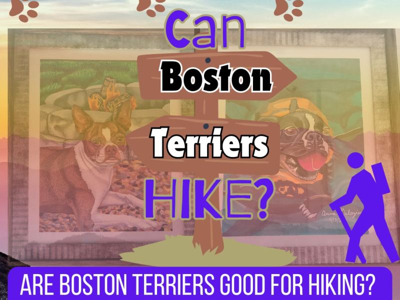 Can Boston Terriers&nbsp;Hike?