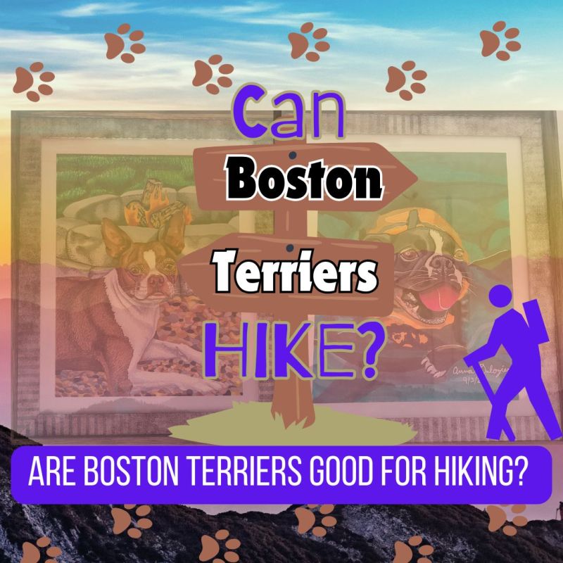 Can Boston Terriers&nbsp;Hike?